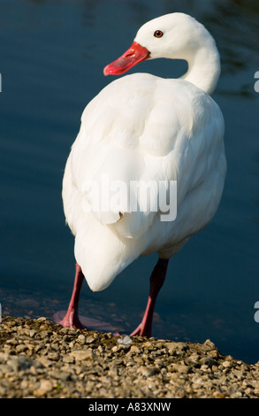 Coscoroba Swan (C.coscoroba) looking back, London Wetland Centre, England, UK, Europe Stock Photo