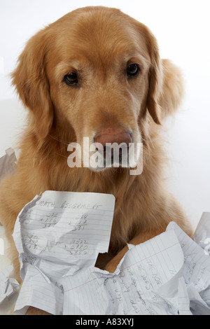 Dog eating homework Stock Photo