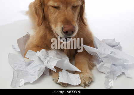 Dog eating homework Stock Photo