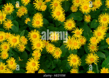 The yellow daisy-like flowers of Inula hookeri Stock Photo