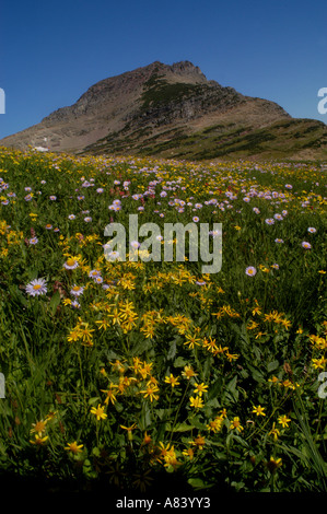 peaks wildflowers glacier national park montana Stock Photo - Alamy