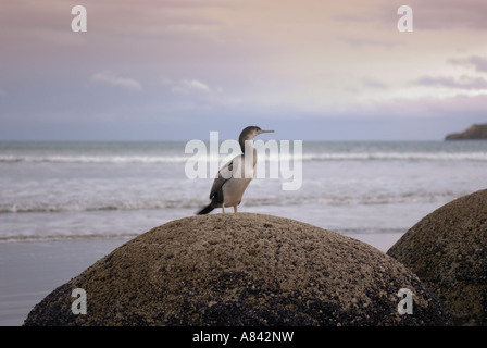 A single Shag sits on one of the Moeraki Boulders at dusk North Otago New Zealand Stock Photo