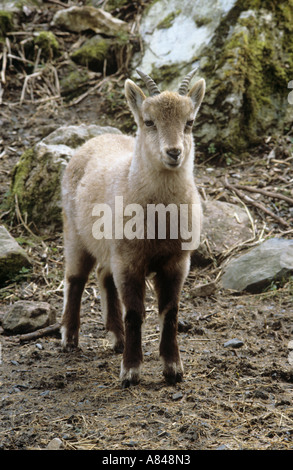 young Alpine Ibex / Capra ibex Stock Photo