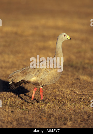 cape barren goose standing lateral Cereopsis novaehollandiae Stock Photo