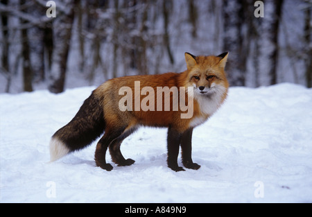 Fox in snow Vulpes vulpes