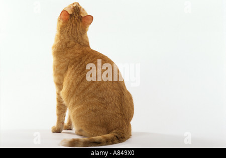 domestic cat - sitting - from behind Stock Photo: 26585547 - Alamy