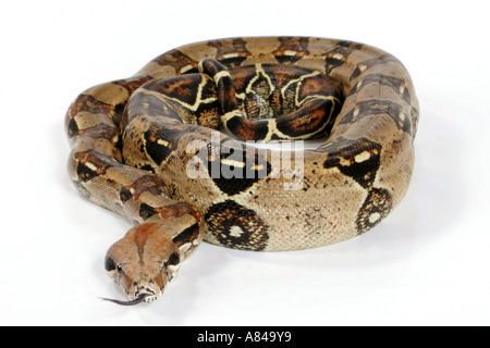 ball python royal python Python regius Stock Photo