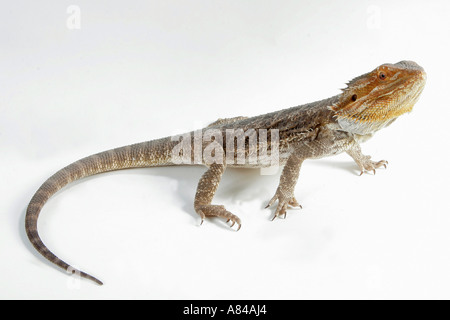 Bearded dragon (Pogona vitticeps). Studio picture against a white background Stock Photo