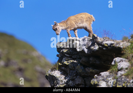 young alpine ibex - standing on rock / Stock Photo