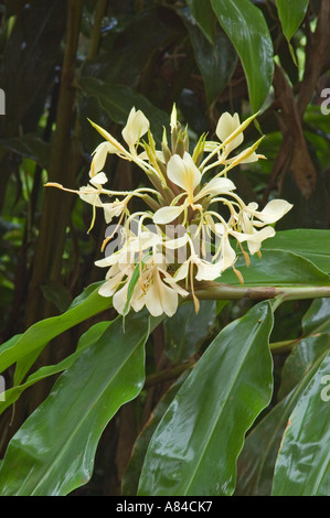 Yellow Ginger flower at Kokee Kauai Hawaii native to India