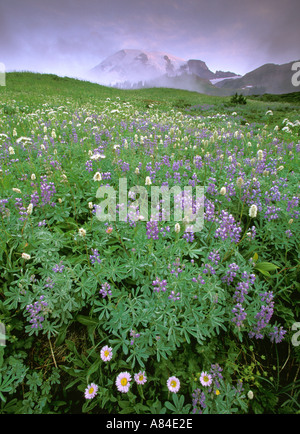 Sunrise over wildflower meadow and Mount Rainier Edith Creek Basin Paradise Mt Rainier National Park Washington Stock Photo