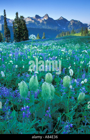 Wildflowers and Tatoosh Range Mount Rainier National Park Washington Stock Photo