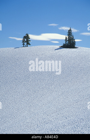 Trees on snowy hillside Olympic National Park Washington Stock Photo