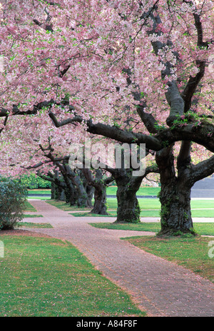 Brick trail through grove of blossoming cherry trees University of Washington Seattle Washington Stock Photo