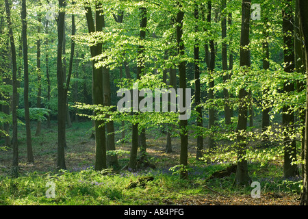Beech wood, Fagus sylvatica Stock Photo