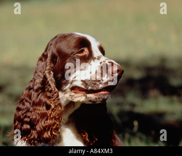 Outdoor portrait of pet Springer Spaniel dog. Stock Photo