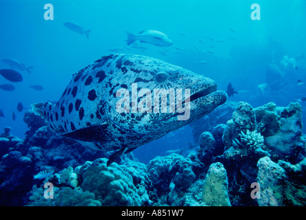 Potato Cod. Great Barrier Reef, Queensland. Australia. Stock Photo