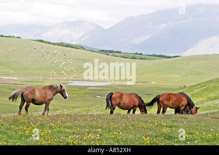Horses freely graze on the lush pastures of the Sibillini National Park in Le Marche Italy Stock Photo