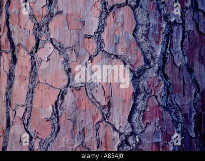 Australia. Pine tree cracked red bark close up. Stock Photo