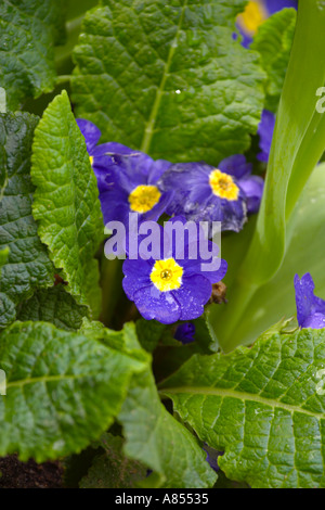 Primrose Pageant Mid Blue Stock Photo - Alamy