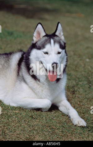 Outdoor portrait of Siberian Husky dog. Stock Photo