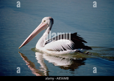 Australia. Queensland. Pelican on water. Stock Photo