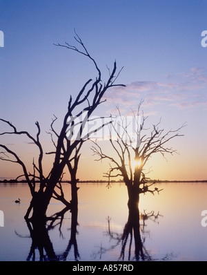 South Australia. Silhouetted dead trees in flooded landscape of Lake Bonney. Stock Photo