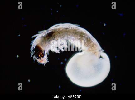 Birth of a silkworm. Stock Photo