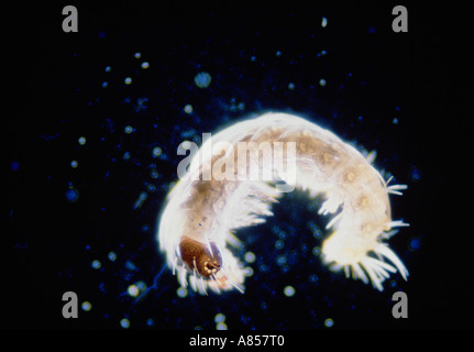 Microscopic view of Silkworm larvae. (bombyx mori) Stock Photo