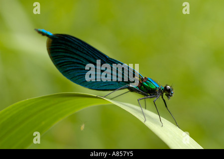 Beautiful Demoiselle (Calypterix virgo). (c) by uli nusko, ch-3012 bern Stock Photo