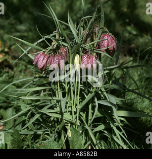 Snake s head fritillary Fritillaria meleagris group flowering in dappled sunlight with a single white flower Stock Photo