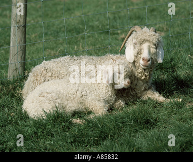 Angora kid tired and asleep resting on her mother Stock Photo