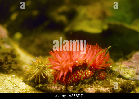 Strawberry Anemone in Rock Pool with a smaller Snakelocks Anemone Stock Photo