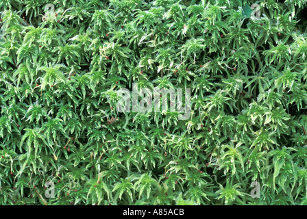 musgo de turba (esphagnum palustre), esfagnum o peat-moss Girgenzona ( Sphagnum girgensohnii Russ), macro Stock Photo - Alamy