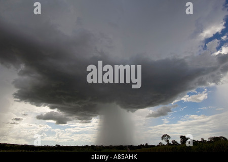 Shot near the town of Jaciara this amazing cumulus rain cloud and clear view of rain falling from it. Stock Photo