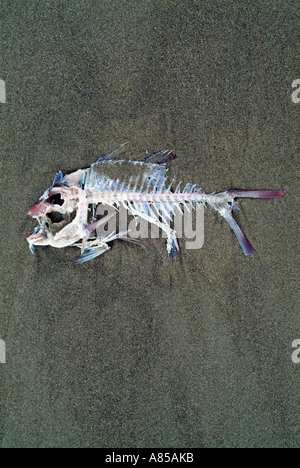 Snapper Skeleton H Stock Photo - Alamy