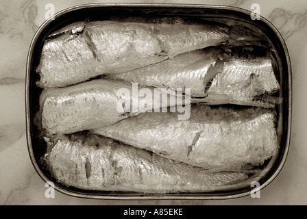 Sardines Stock Photo
