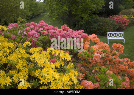 Azaleas and White Seat Stock Photo
