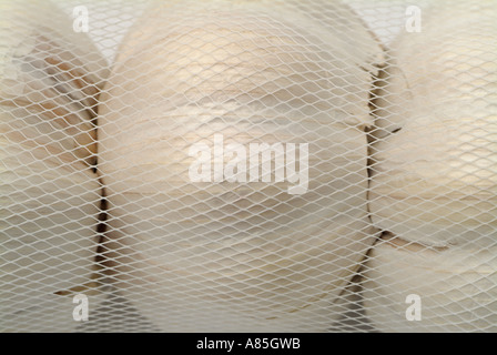 Garlic Bulbs Packaged in a Net, Close Up. Stock Photo