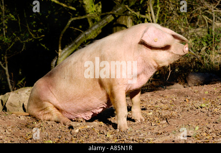 British Lop pig sow relaxing in sunspot in woodland on biodynamic organic farm Cwmyoy Monmouthshire South Wales UK Stock Photo