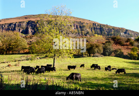 Welsh Black cattle grazing grass pasture on biodynamic organic farm at Cwmyoy Monmouthshire South Wales UK Stock Photo