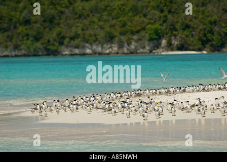 Crested terns, Sterna bergii, on a tropical sand bar, Kri Island, Raja Ampat Indonesia. Stock Photo