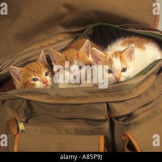 Ginger Kitten in Bag Stock Photo