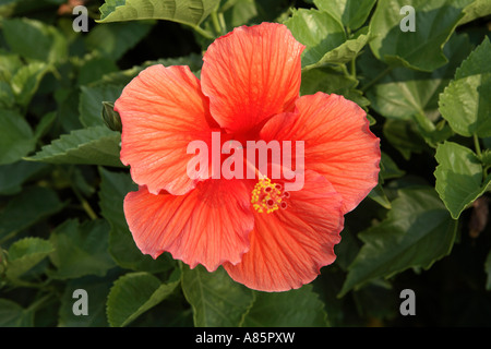 Hibiscus Stock Photo