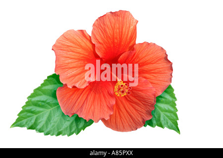 Hibiscus flower cut out on white background Stock Photo