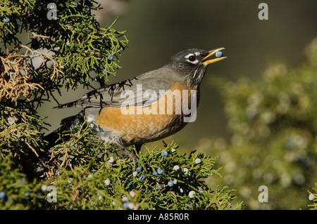 American Robin Turdus migratorius male eating juniper tree berries Yellowstone NP Wyoming September 2005 Stock Photo