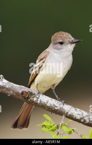 Ash-throated Flycatcher Myiarchus cinerascens adult Uvalde County Hill Country Texas USA April 2006 Stock Photo