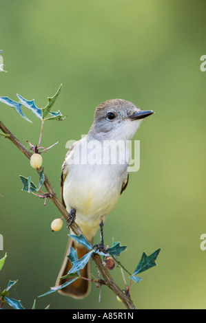 Ash-throated Flycatcher Myiarchus cinerascens adult on Agarita Berberis trifoliolata Hill Country Texas Stock Photo