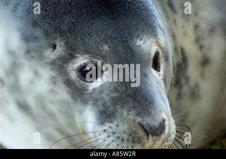 A close up portrait of a grey seal pup at the Donna Nook wildlife reserve in Lincolnshire England Stock Photo