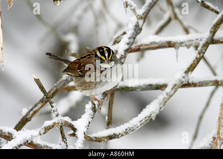 White throated Sparrow on Snowy Branch Stock Photo